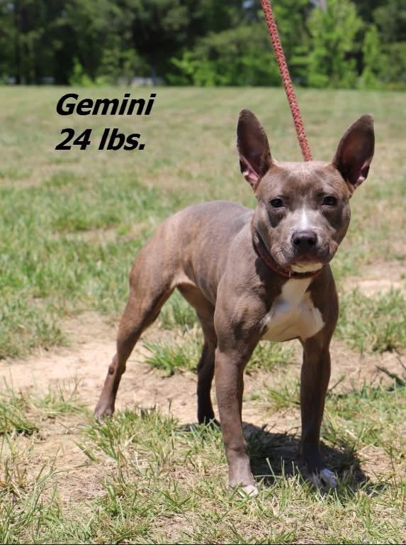 Gemini, Adoptable, Puppy Female Mixed Breed.