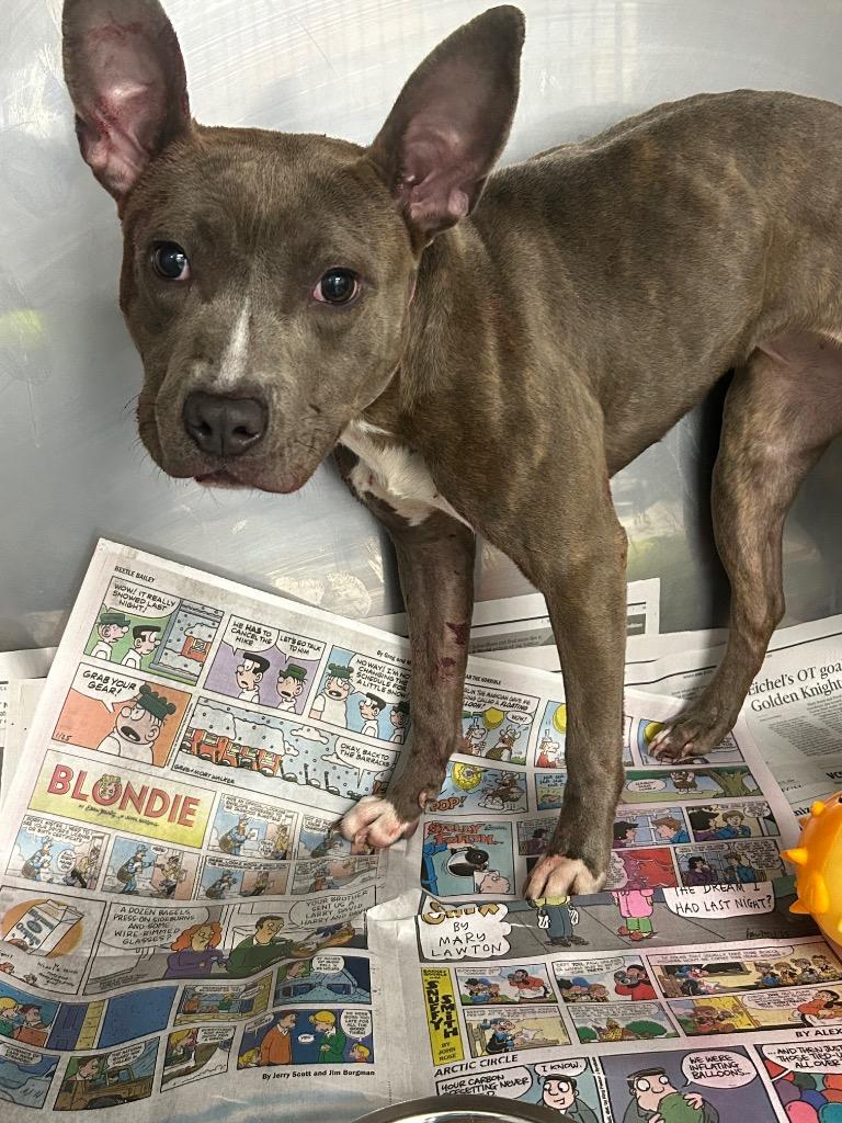 Gemini, Adoptable, Puppy Female Mixed Breed.