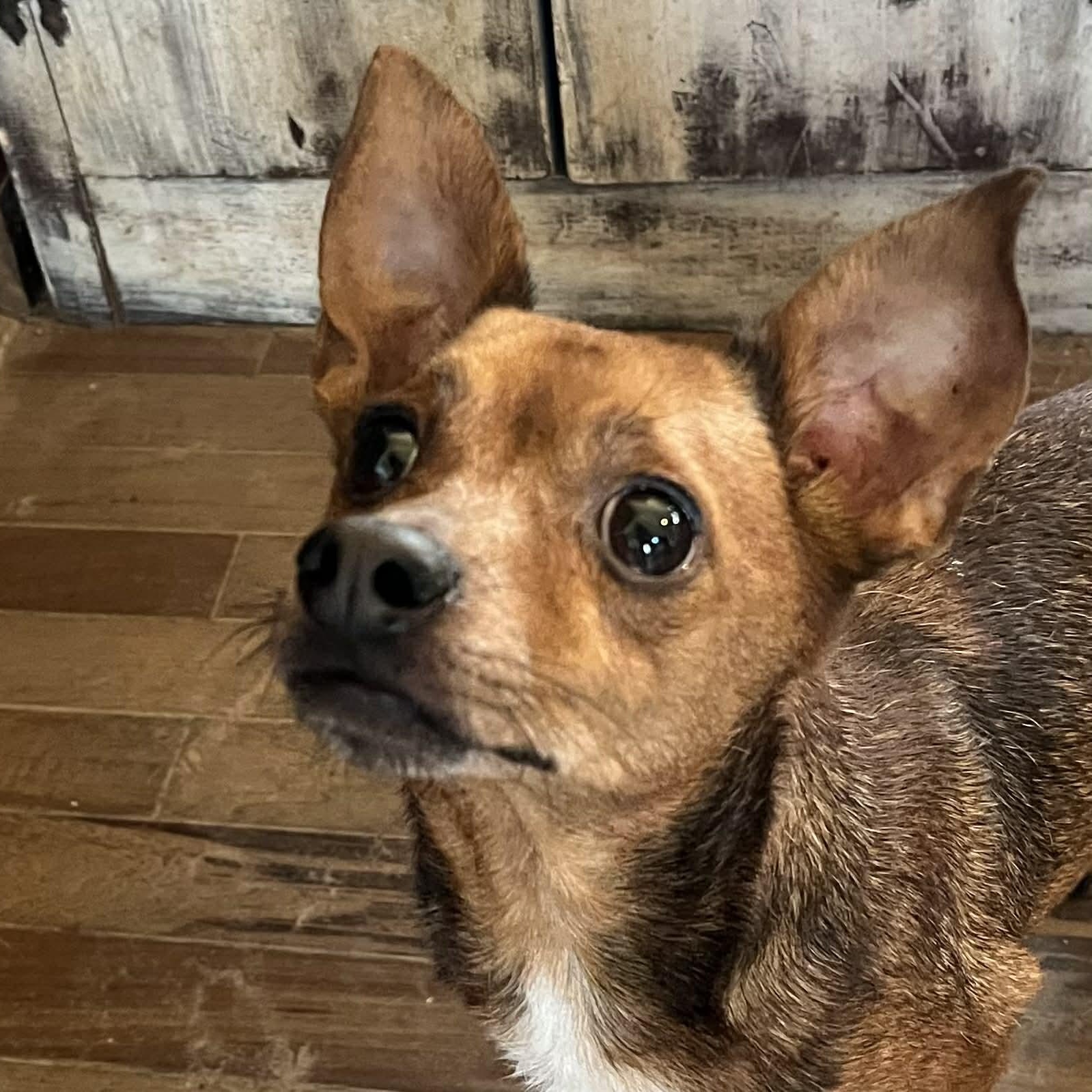 Enlarge Pepper, an adopted mixed breed in rocky hill, CT image 3/3