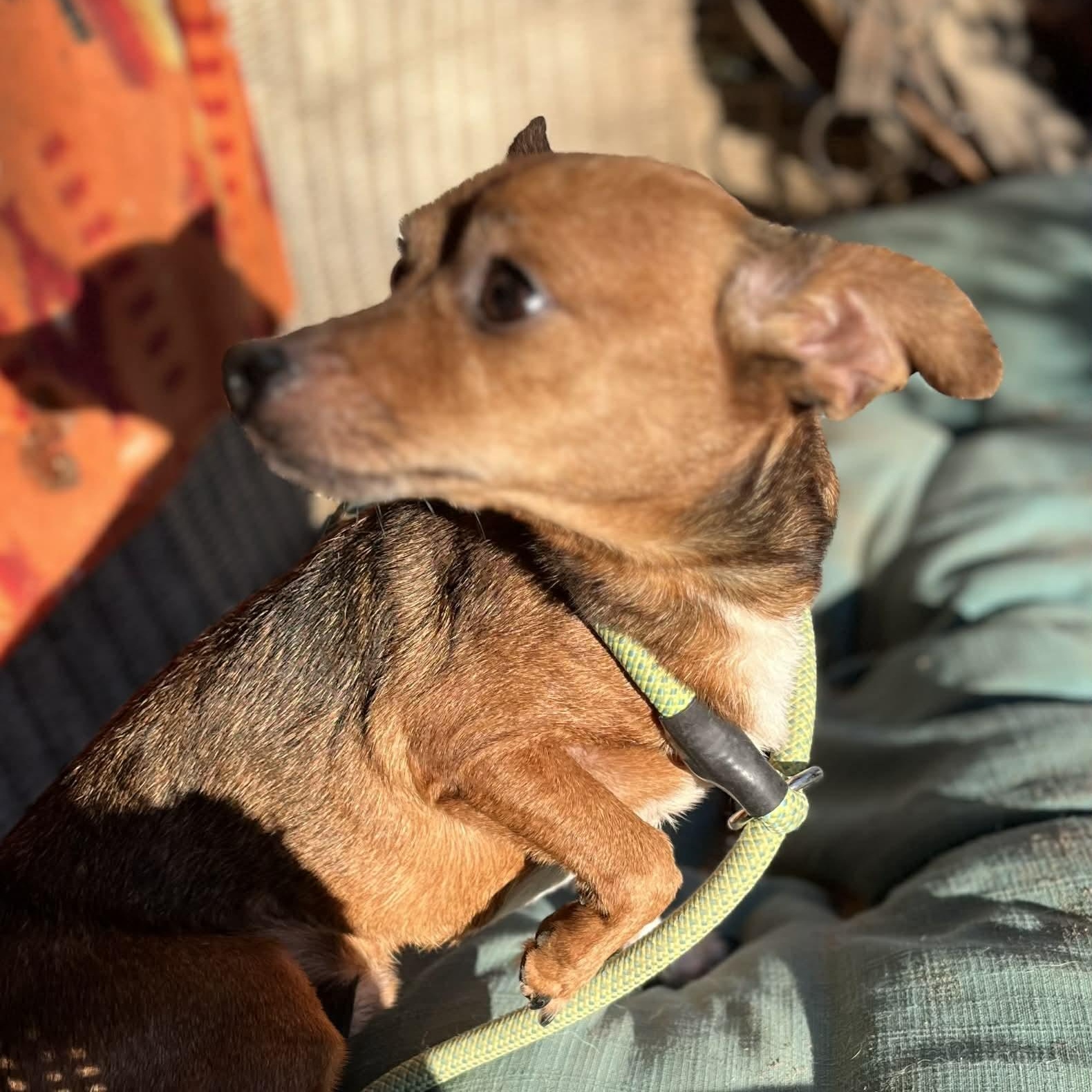 Enlarge Pepper, an adopted mixed breed in rocky hill, CT image 2/3