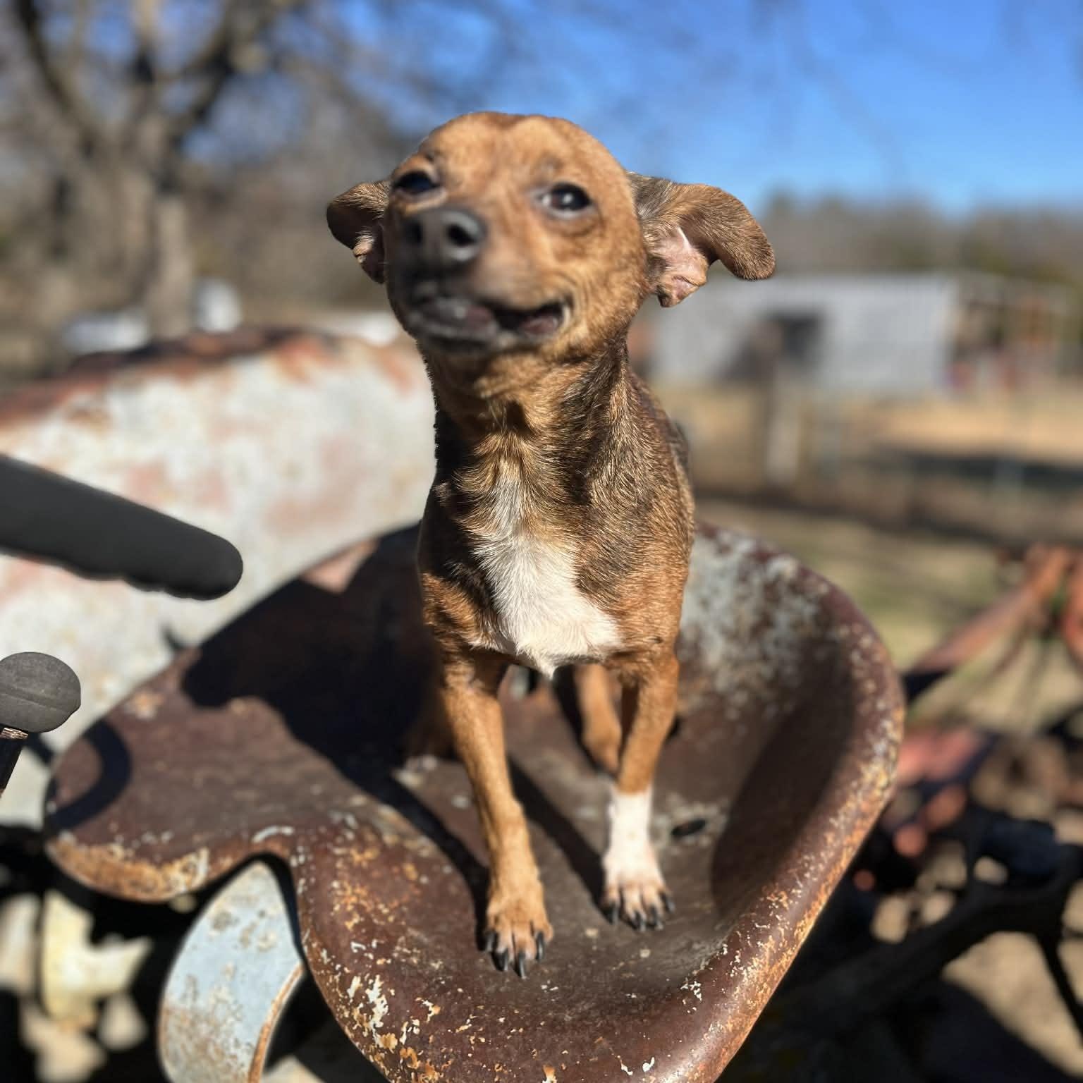 Enlarge Pepper, an adopted mixed breed in rocky hill, CT image 1/3