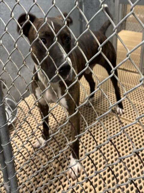 Enlarge ZEUS, a Adoptable mixed breed in Wilmington, NC image 1/1