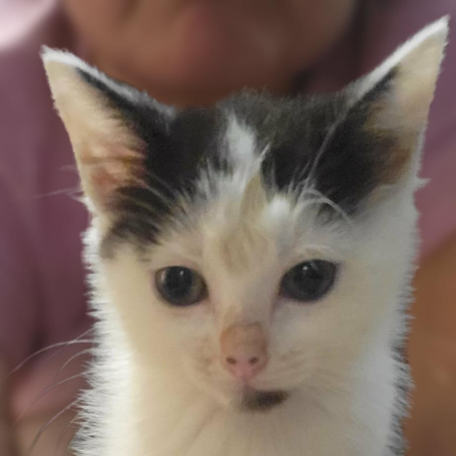 Dipsy, Adoptable, Kitten Female Domestic Short Hair.