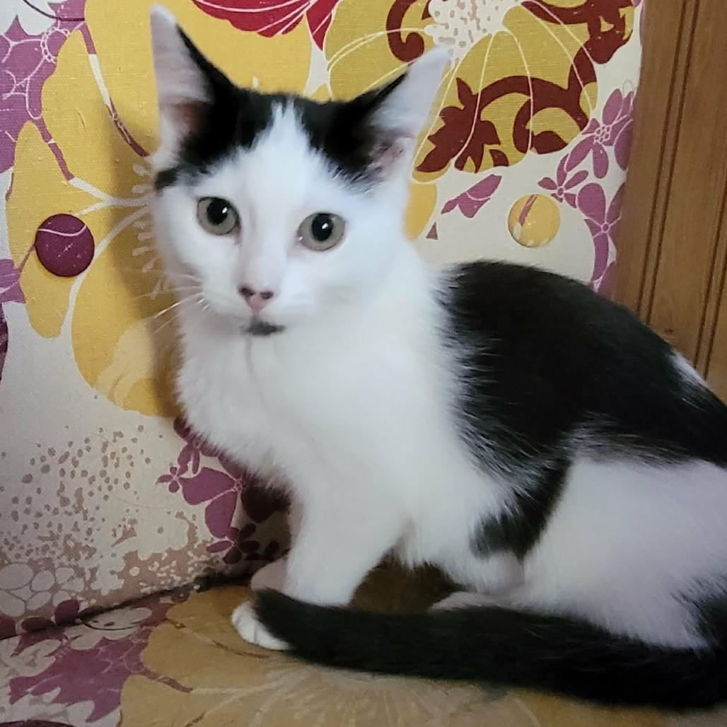 Enlarge Dipsy, a Adoptable Domestic Short Hair in Wichita, KS image 2/6