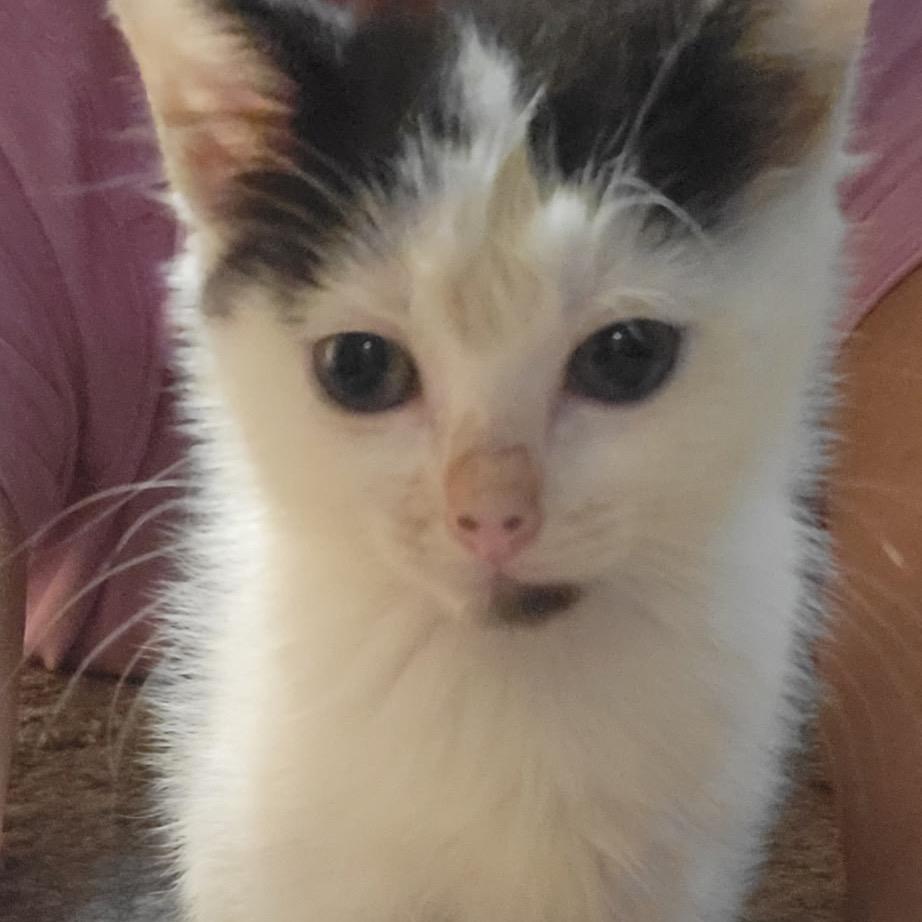 Enlarge Dipsy, a Adoptable Domestic Short Hair in Wichita, KS image 4/6