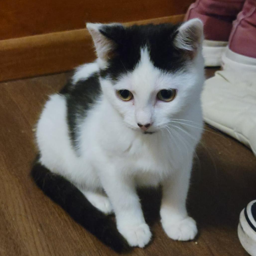 Enlarge Dipsy, a Adoptable Domestic Short Hair in Wichita, KS image 5/6