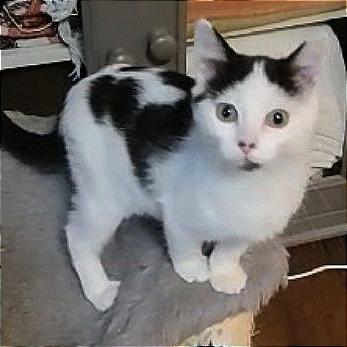 Enlarge Dipsy, a Adoptable Domestic Short Hair in Wichita, KS image 6/6