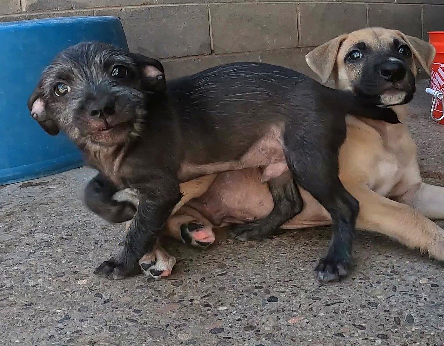 Turbo, Adopted, Puppy Male Terrier.