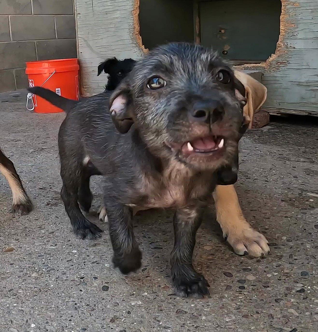 Enlarge Turbo, a Adopted Terrier in Queen Creek, AZ image 2/3