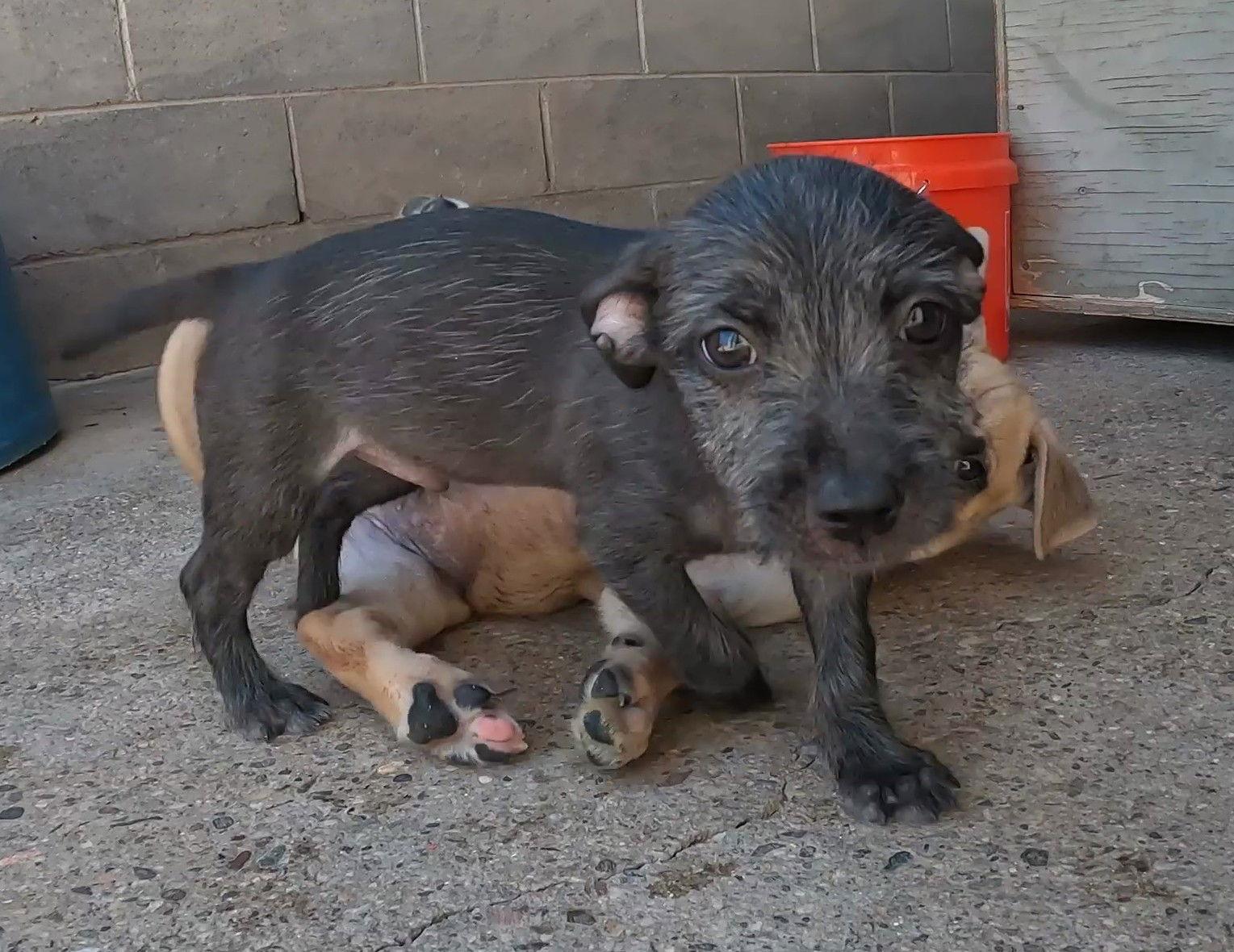Enlarge Turbo, a Adopted Terrier in Queen Creek, AZ image 3/3