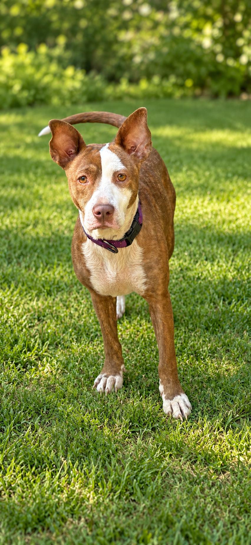 Enlarge Trooper, a Adoptable mixed breed in Georgetown , CA image 1/1
