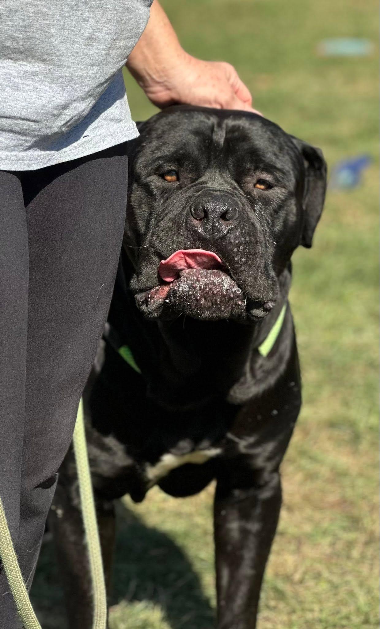 Jimbo, Adopted, Young Male Mastiff.