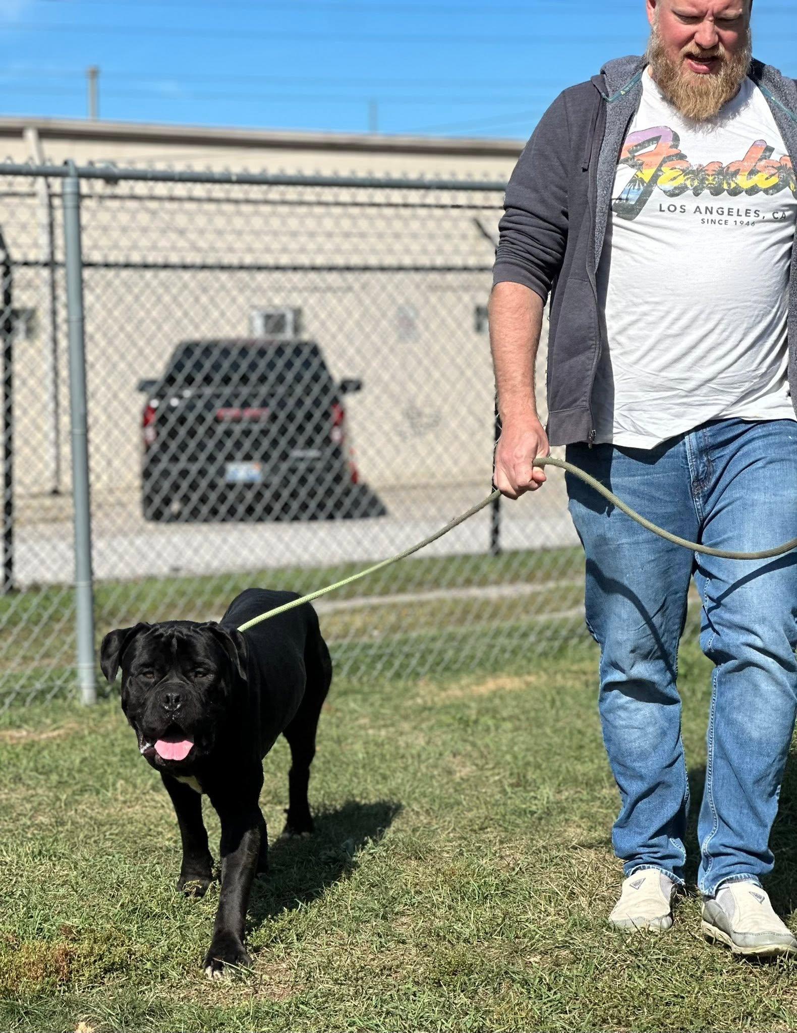 Jimbo, a Adopted Mastiff in Belleville, MI image 2/2