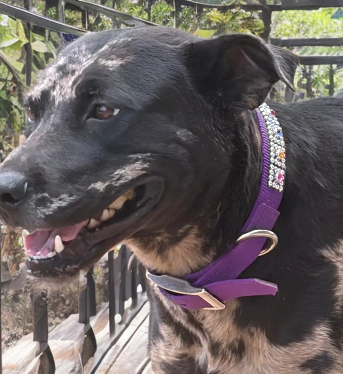 Dodger/castle, Adoptable, Adult Female Catahoula Leopard Dog & Labrador Retriever.