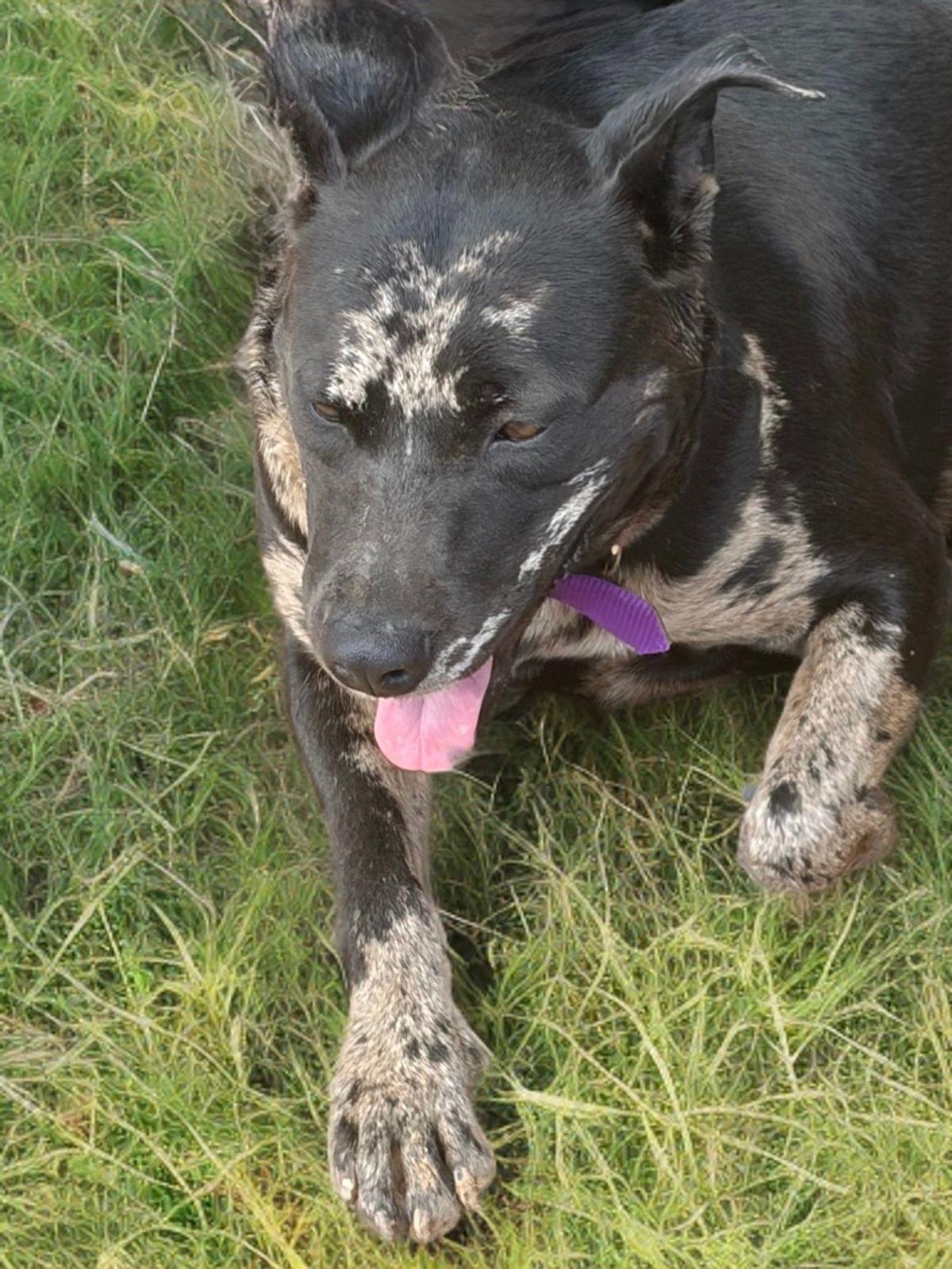 Enlarge Dodger/castle, a Adoptable mixed breed in Kingman, AZ image 2/3
