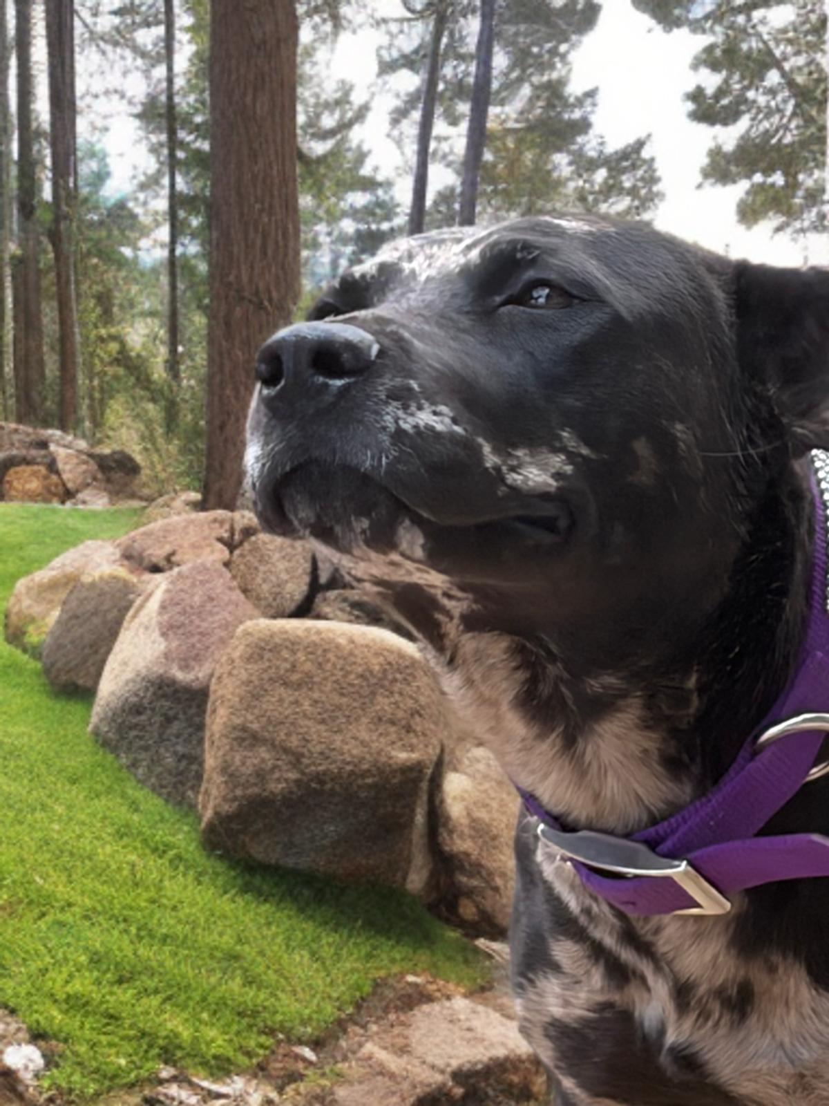 Enlarge Dodger/castle, a Adoptable mixed breed in Kingman, AZ image 3/3