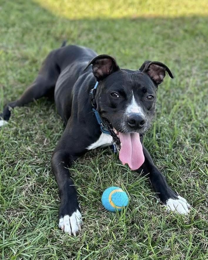 Jester, an adopted mixed breed in Houston, TX image 5/6
