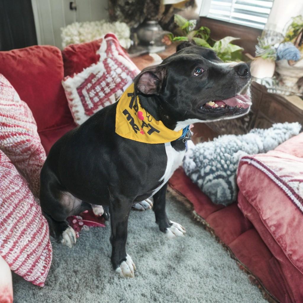 Jester, an adopted mixed breed in Houston, TX image 2/6