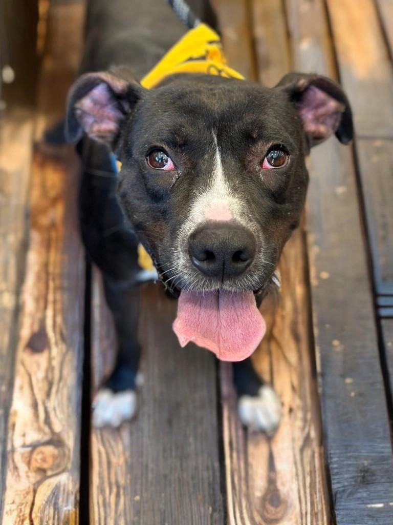 Jester, an adopted mixed breed in Houston, TX image 4/6