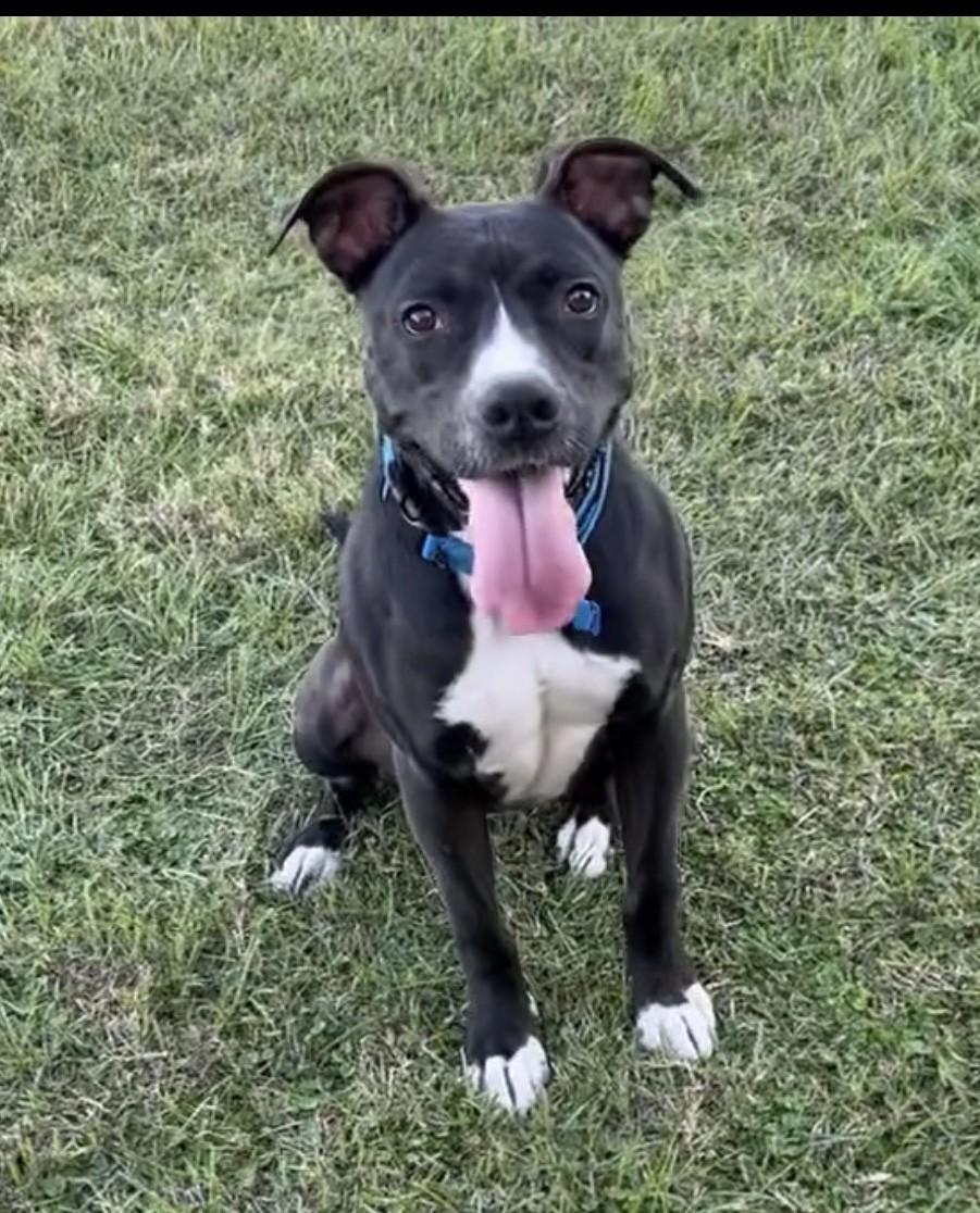 Jester, adopted, Adult Male Labrador Retriever & Boxer.