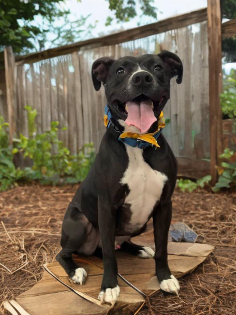 Jester, an adopted mixed breed in Houston, TX image 3/6