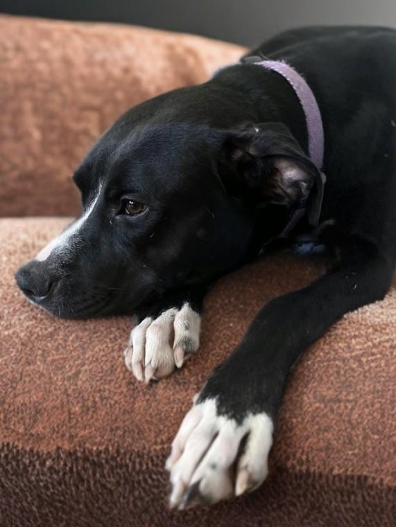 Jester, an adopted mixed breed in Houston, TX image 6/6