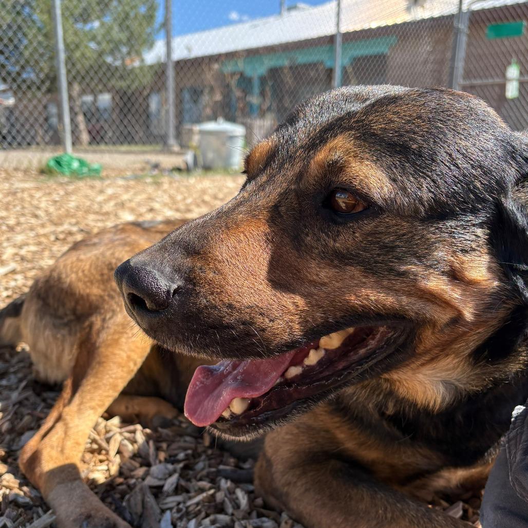 Guy, Adoptable, Adult Male German Shepherd Dog & Mixed Breed.