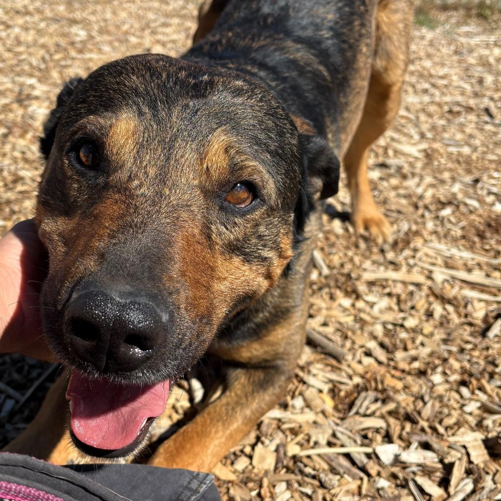 Enlarge Guy, a Adoptable mixed breed in Taos, NM image 2/2