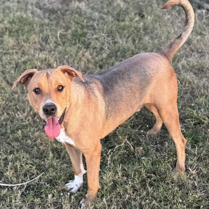 Buddy, a ADOPTABLE mixed breed in Carrollton, TX image 2/3