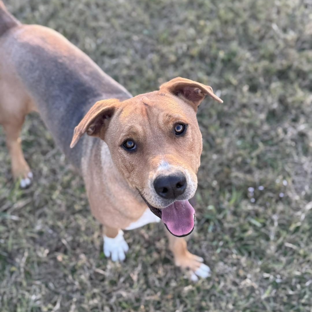 Buddy, ADOPTABLE, Adult Male Terrier.