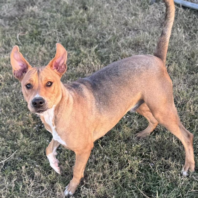 Buddy, a ADOPTABLE mixed breed in Carrollton, TX image 3/3