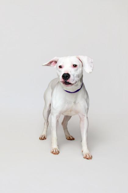 Letty, Adoptable, Adult Female Mixed Breed & Mixed Breed.
