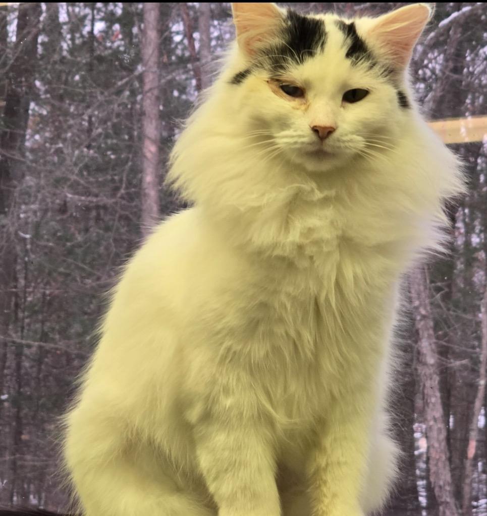 KIKI, Adopted, Young Female Domestic Long Hair.