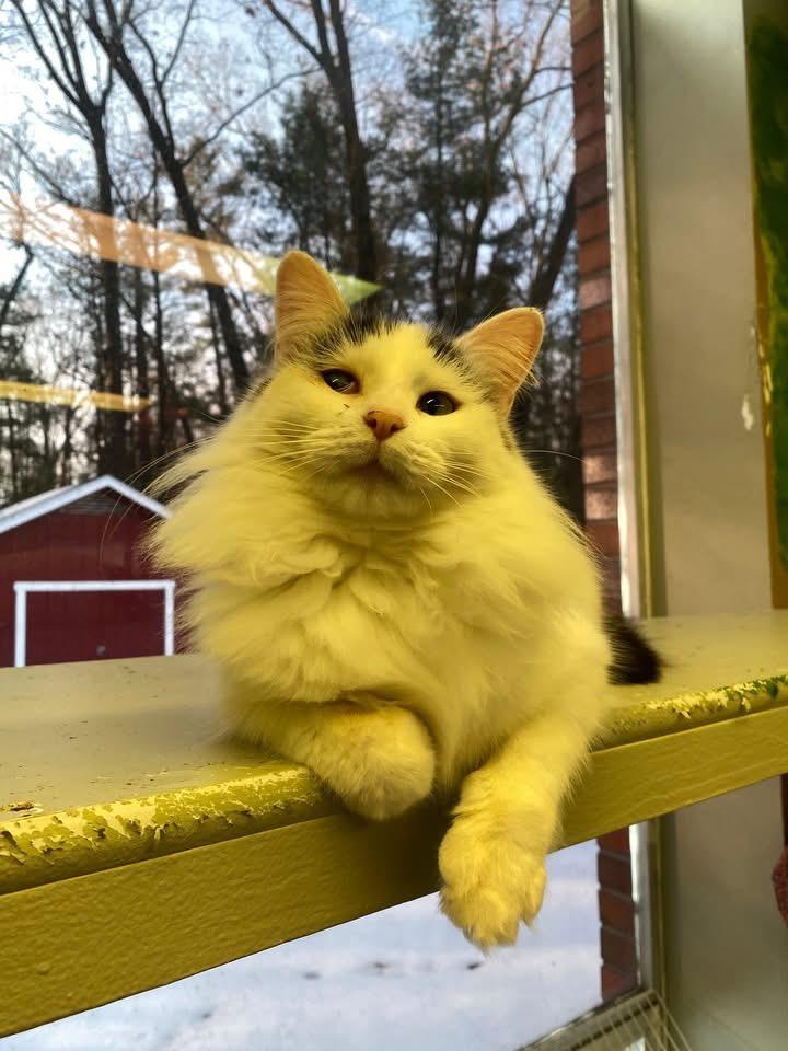 Enlarge KIKI, a Adopted mixed breed in Muskegon, MI image 2/6