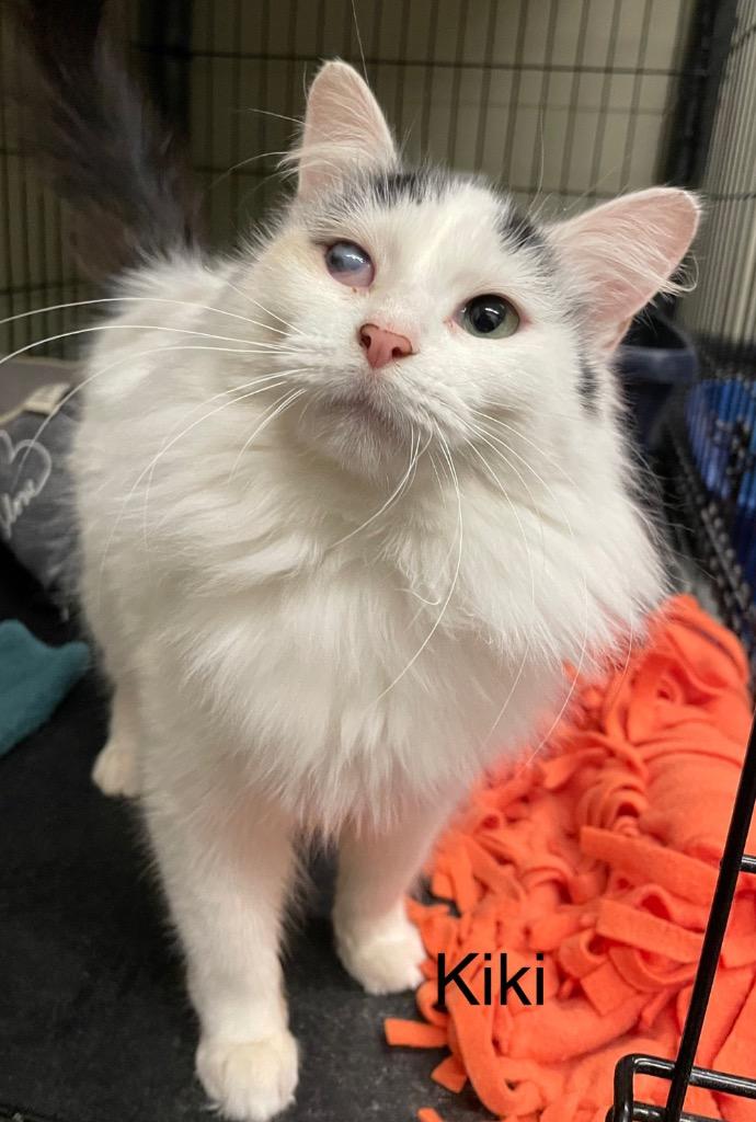 Enlarge KIKI, a Adopted mixed breed in Muskegon, MI image 3/6