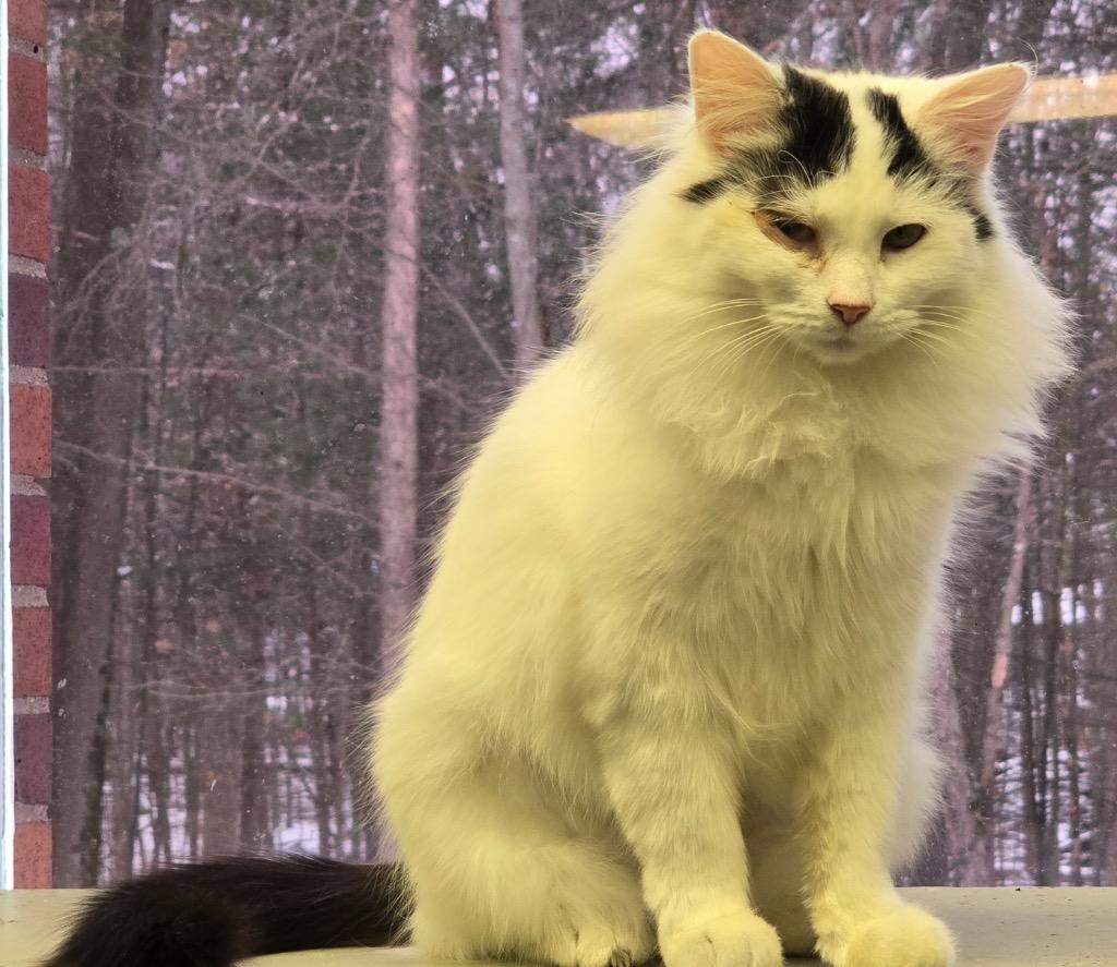 Enlarge KIKI, a Adopted mixed breed in Muskegon, MI image 4/6