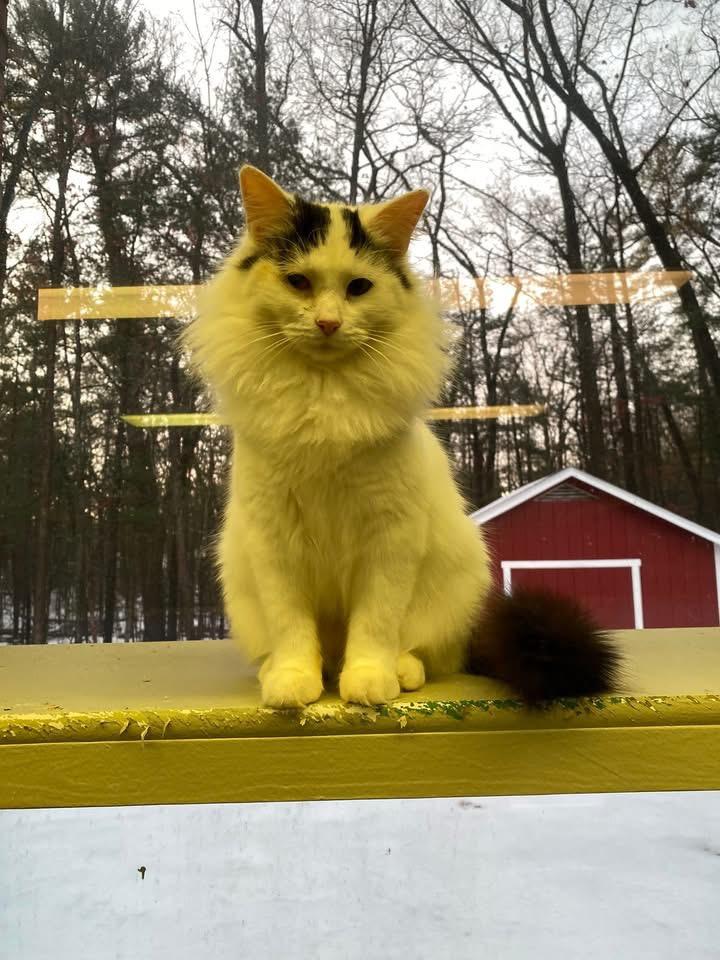 Enlarge KIKI, a Adopted mixed breed in Muskegon, MI image 5/6