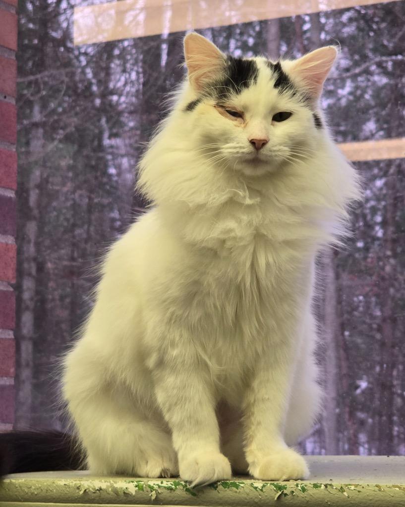 Enlarge KIKI, a Adopted mixed breed in Muskegon, MI image 6/6