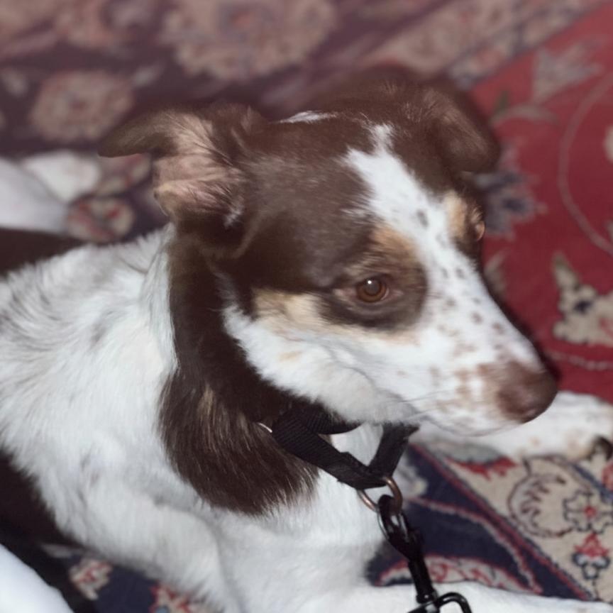 Amy Lee, Adoptable, Adult Female Cattle Dog & Jack Russell Terrier.