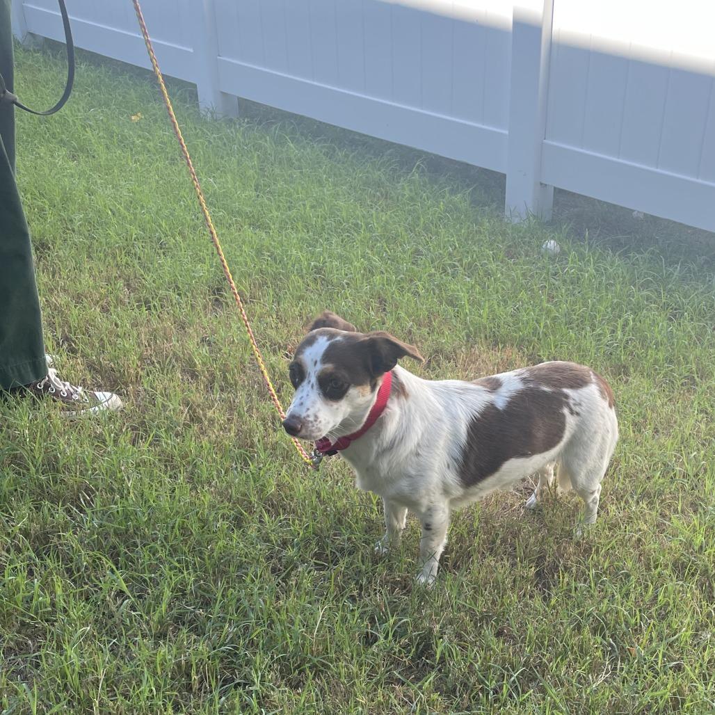 Enlarge Amy Lee, a Adoptable mixed breed in Austin, TX image 3/6