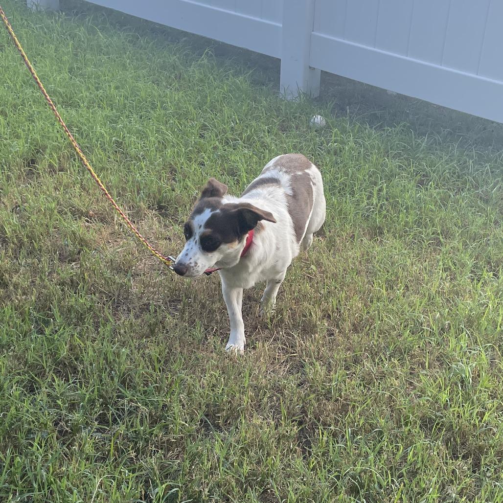 Enlarge Amy Lee, a Adoptable mixed breed in Austin, TX image 5/6