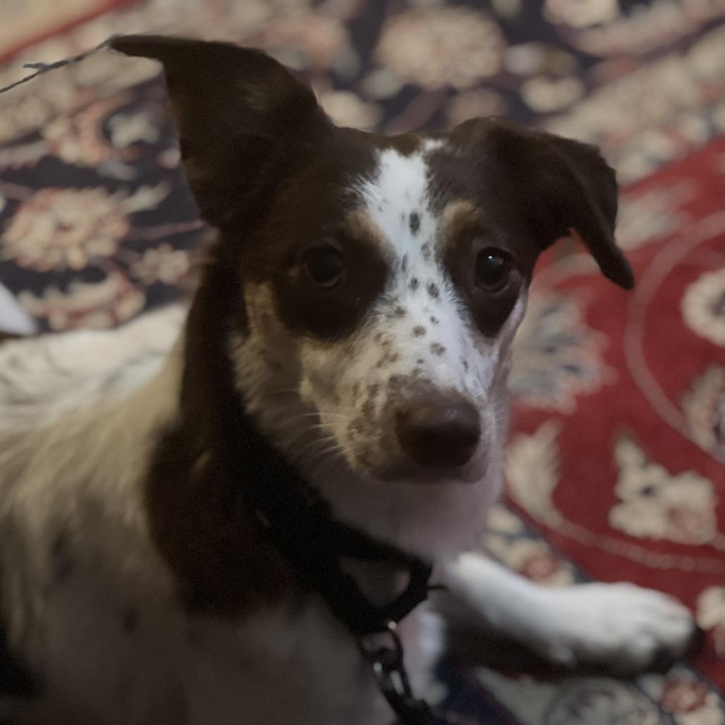 Enlarge Amy Lee, a Adoptable mixed breed in Austin, TX image 6/6