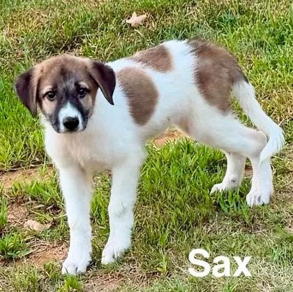 Enlarge Sax, a Adoptable mixed breed in Morton Grove, IL image 1/2