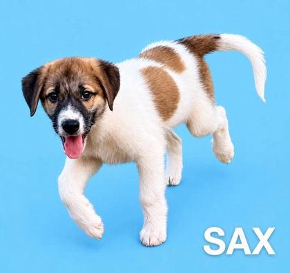 Enlarge Sax, a Adoptable mixed breed in Morton Grove, IL image 2/2
