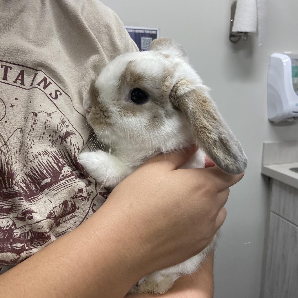 Boba, Adoptable, Young Male American.