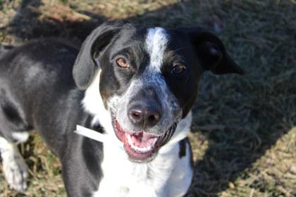 Puffin, Adoptable, Adult Male Cardigan Welsh Corgi & Bluetick Coonhound.