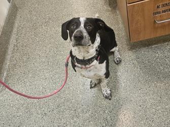 Enlarge Puffin, a Adoptable mixed breed in Kansas City, MO image 1/2