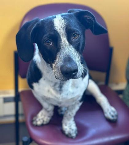 Enlarge Puffin, a Adoptable mixed breed in Kansas City, MO image 2/2