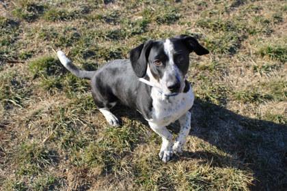 Puffin, a Adoptable mixed breed in Kansas City, MO image 1/3