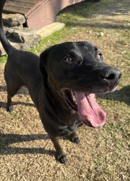 Tolkien, Adoptable, Senior Male Mixed Breed & Mixed Breed.